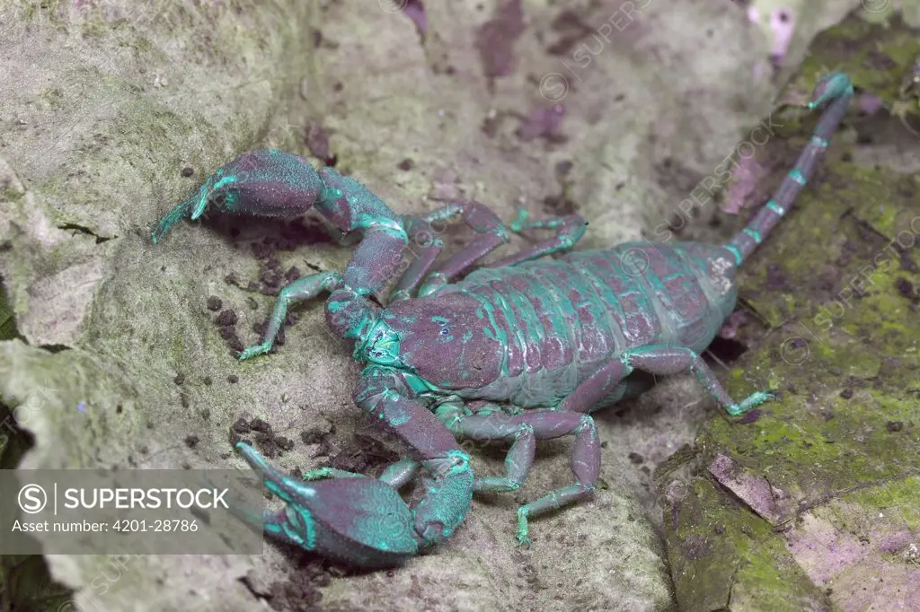 Scorpion (Centruroides limbatus) photographed in ultraviolet light, mottled appearance probably due to recent molting, Solomon Islands