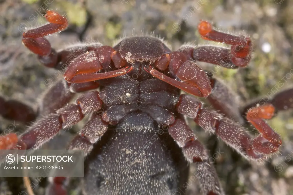Hooded Tickspider (Cryptocellus sp) characteristic hood covers mouthparts, Costa Rica