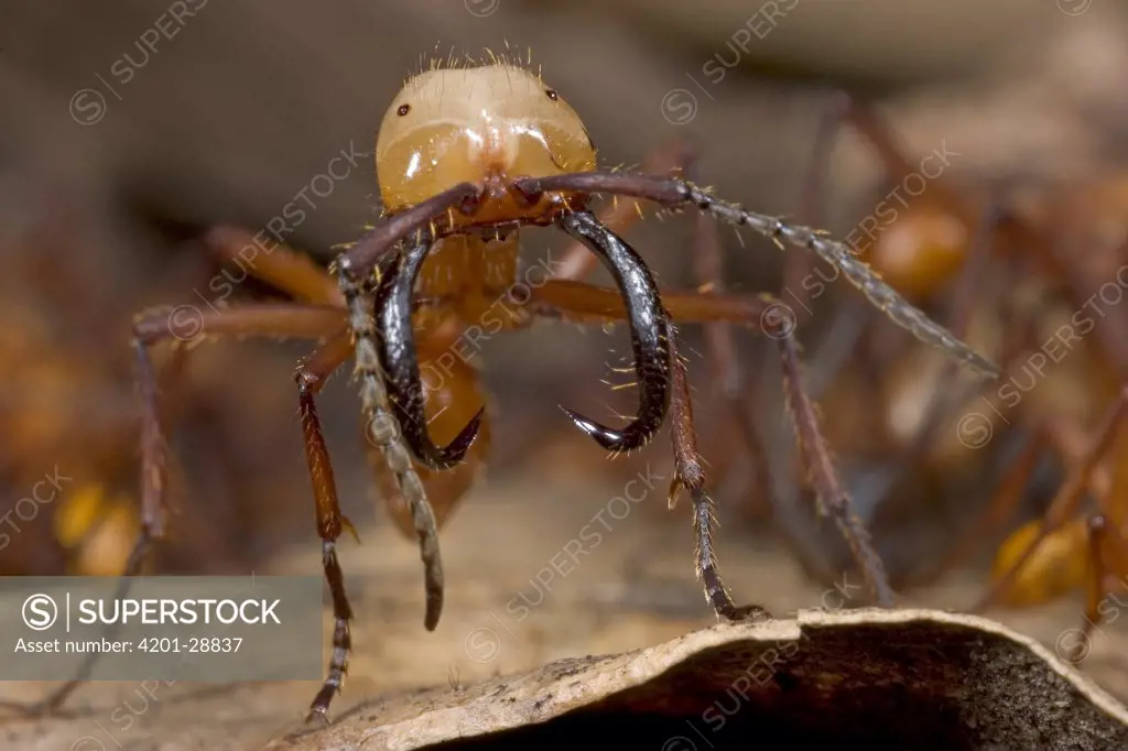 Army Ant (Eciton hamatum) soldier displays its giant mandibles, soldiers will attack any enemy regardless size, Costa Rica