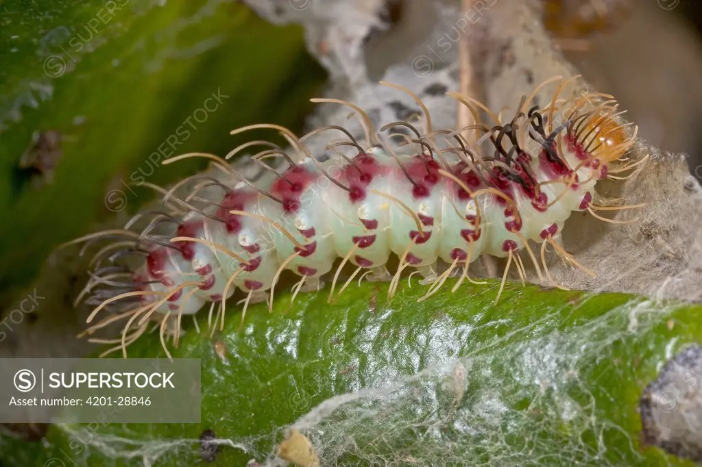 Gossamer-winged Butterfly (Lycaenidae) caterpillar, tolerated by Weaver Ants in exchange for honeydew, Guinea, West Africa