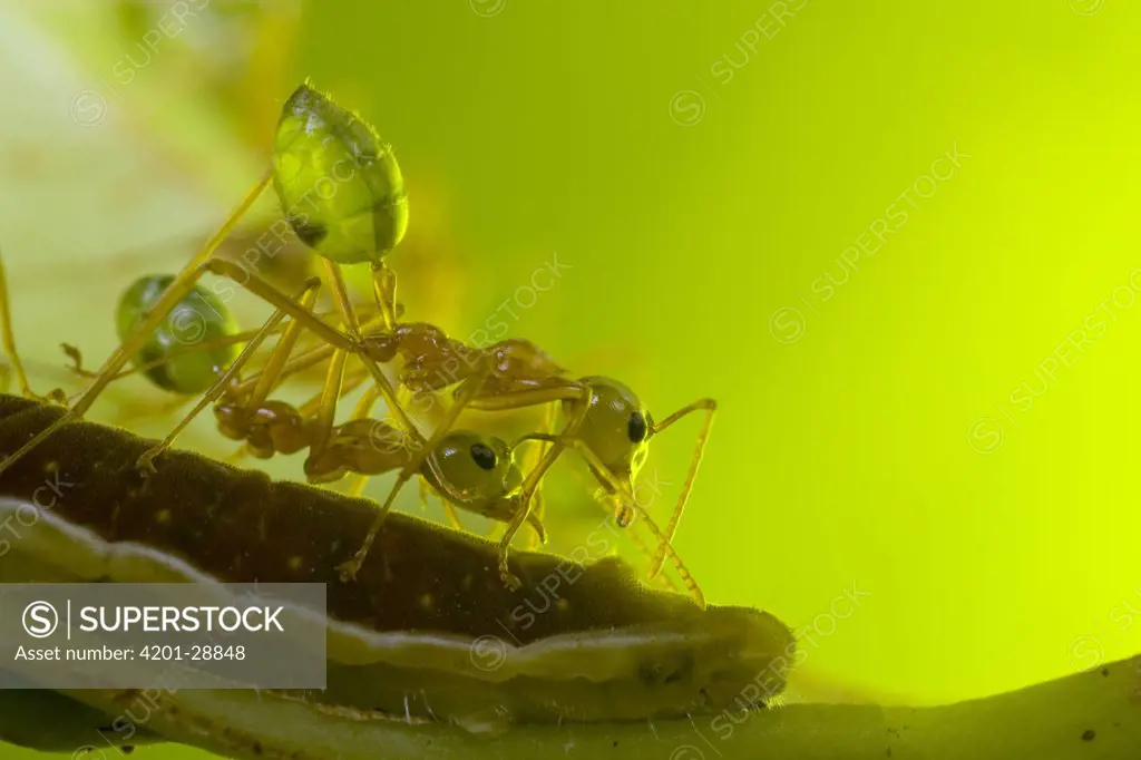 Green Tree Ant (Oecophylla smaragdina) workers guard Gossamer-winged Butterfly (Lycaenidae) caterpillar rear awaiting honeydew, Australia