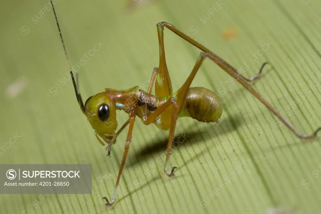 Katydid (Polichne) nymph mimicking Green Tree Ant (Oecophylla smaragdina), Australia