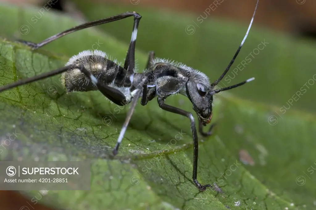 Katydid (Eurycorypha sp) nymph, Guinea, West Africa