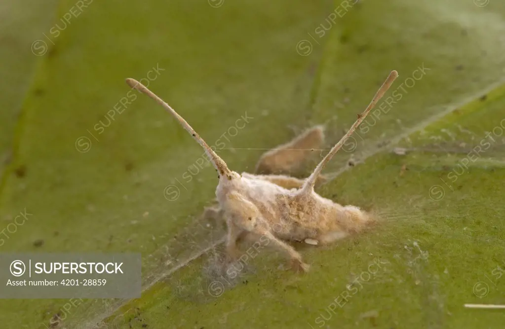Unidentified Planthopper killed by Sac Fungus (Metarhizium sp), Guinea, West Africa