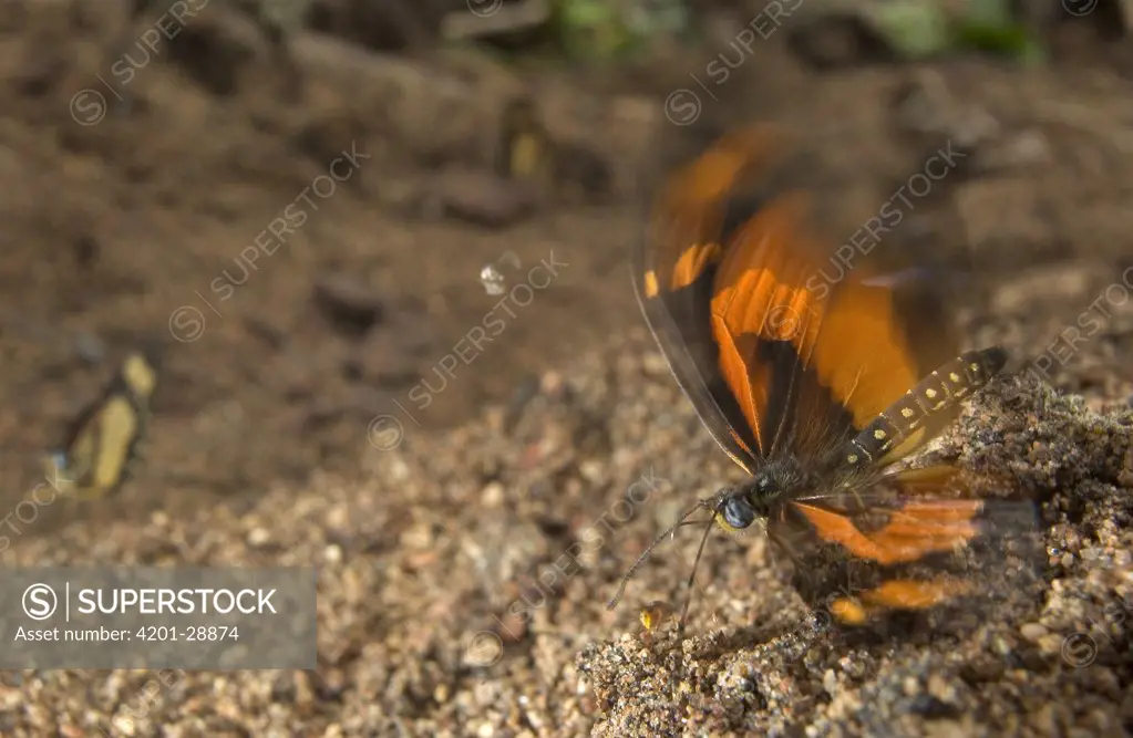 Althoff's Acraea (Acraea althoffi) fluttering while drinking seeping water rich in sodium, Guinea, West Africa
