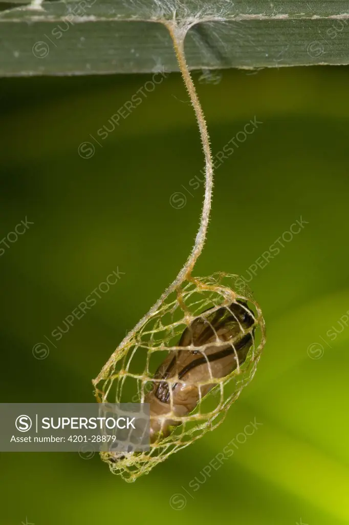 Moth (Yponomentidae) pupa, Costa Rica