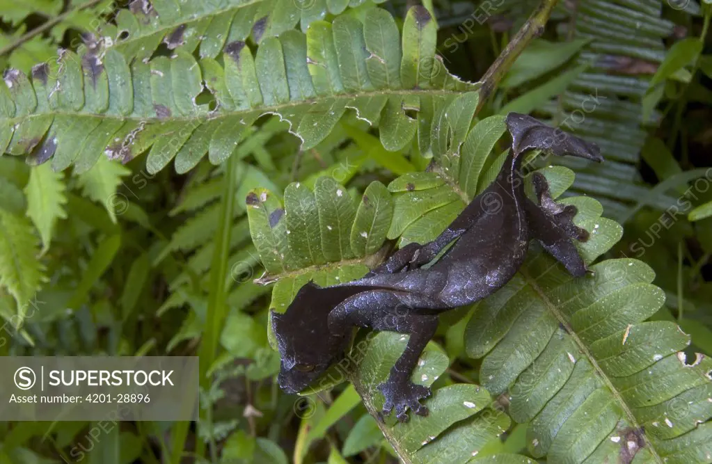 Fantastic Leaf-tail Gecko (Uroplatus phantasticus) becomes virtually invisible thanks to its leaf-like shape, pose and coloration, they can change their color easily due to chromatophores in their skin, Madagascar