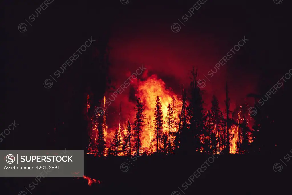 Yellowstone fire, burning forest fire at night, Yellowstone National Park, Wyoming