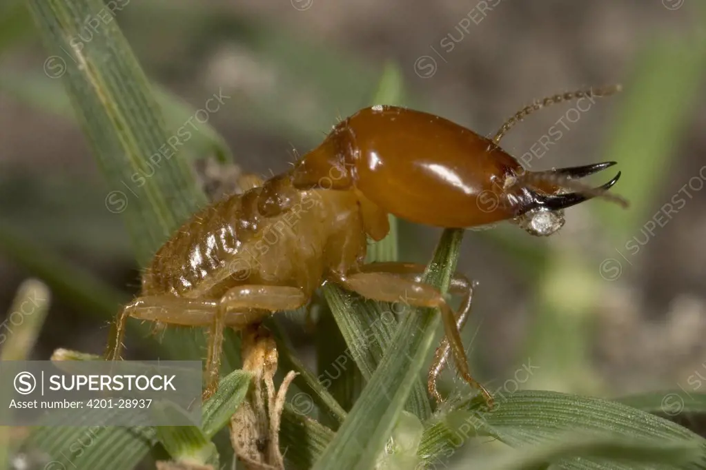 Termite soldier, Botswana