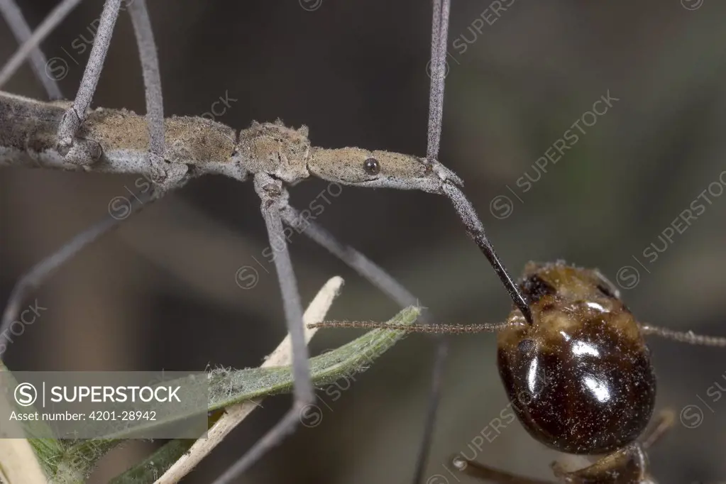 Assassin Bug (Lopodytes) attacking Termite worker, Botswana