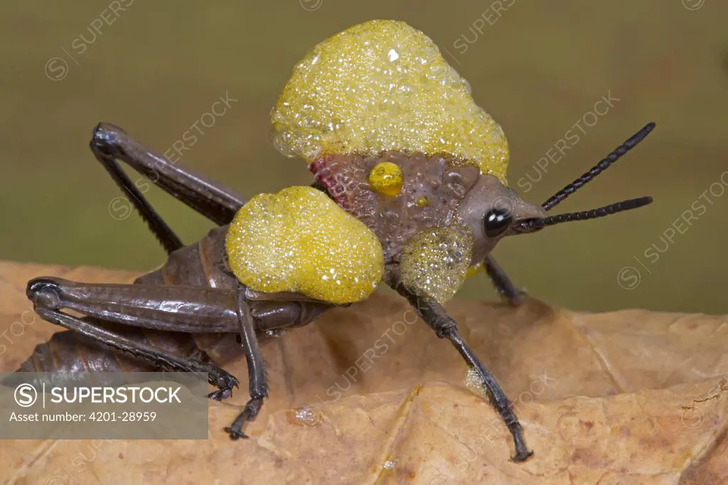 African Foam Grasshopper (Dictyophorus cuisinieri) blow air through their blood via their thoracic spiracles, creating foam that gives predators a taste of noxious chemicals, Guinea, West Africa, sequence 2 of 2