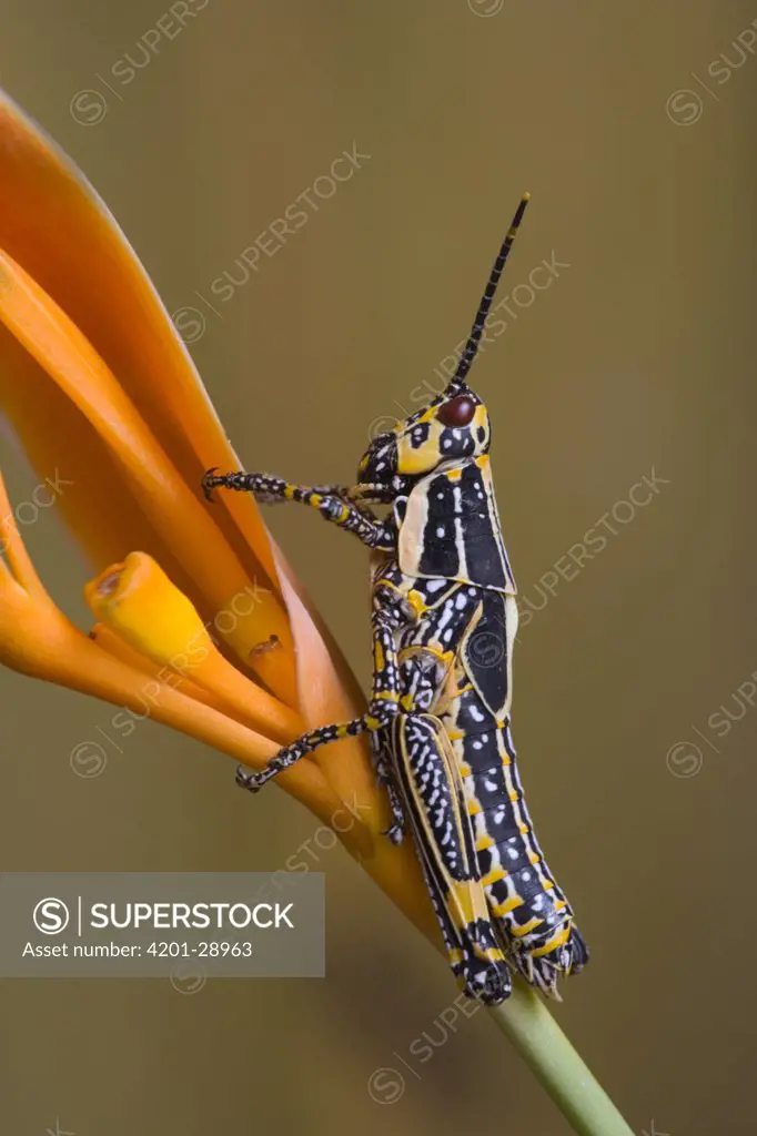 Variegated Grasshopper (Zonocerus variegatus) on flower showing warning coloration, Guinea, West Africa