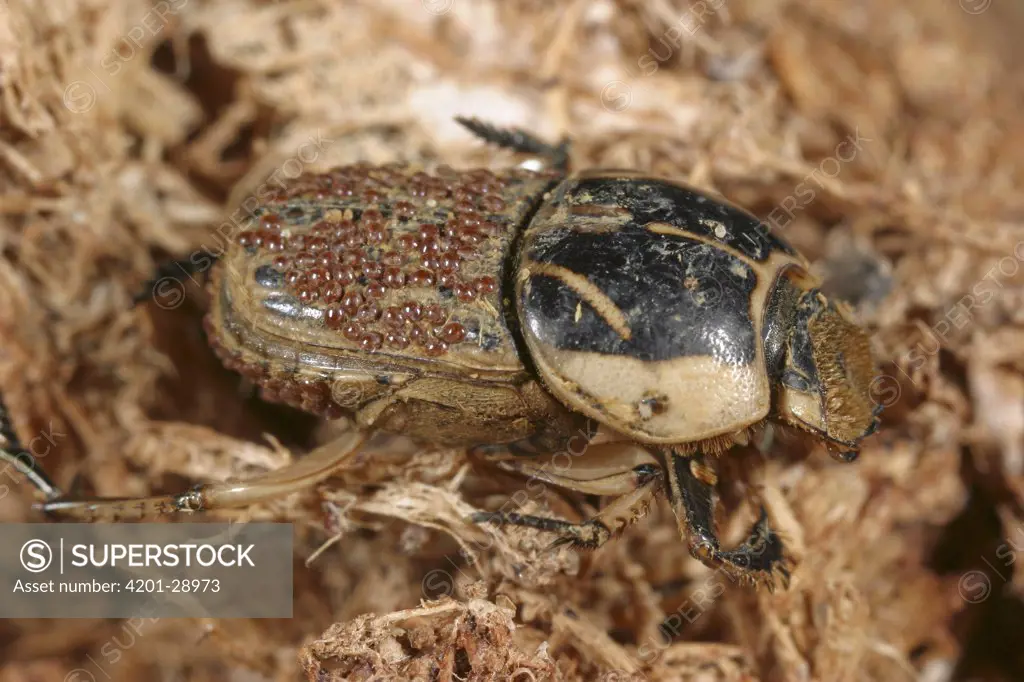 Dung Beetle (Scarabaeidae) infested with Phoretic Mites, Botswana