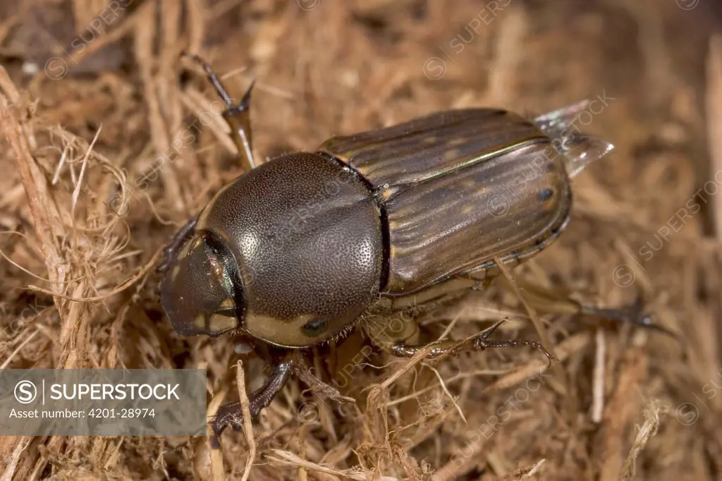 Dung Beetle (Scarabaeidae) amid grasses, Botswana