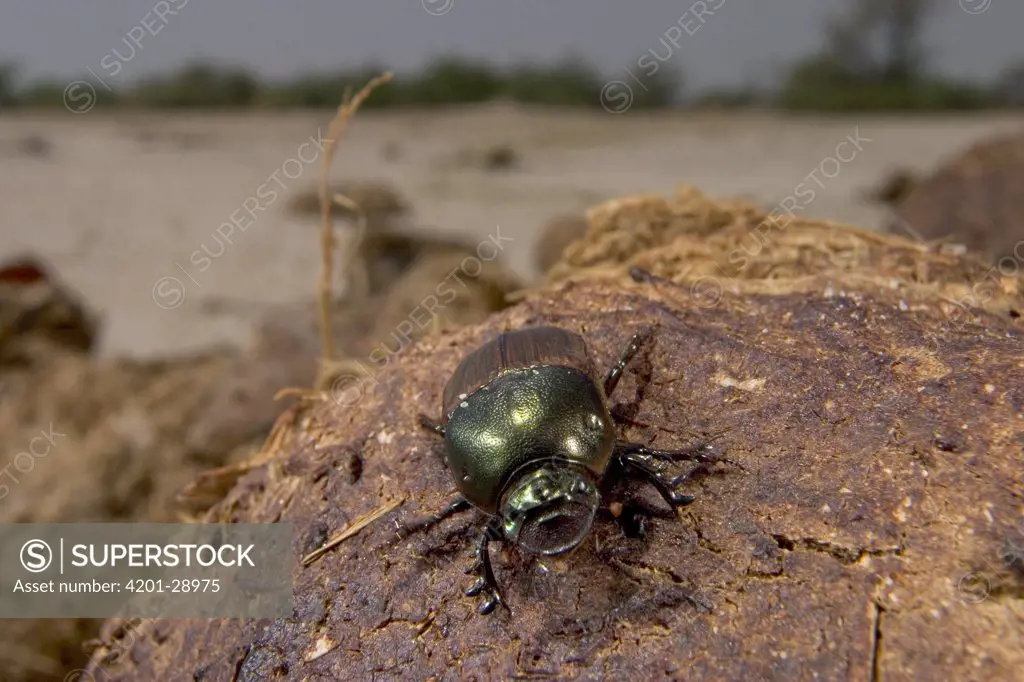 Bronze Dung Beetle (Onitis alexis) on a pile of dried dung, Botswana