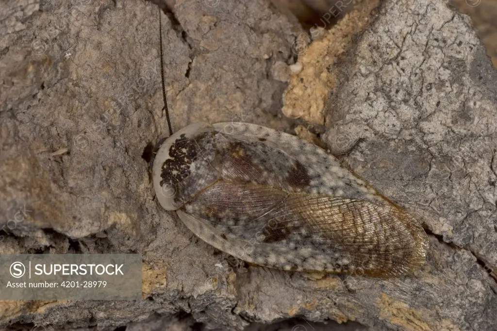 Cockroach (Gyna sp) living under loosened bark of Elephant-damaged Baobab, Botswana