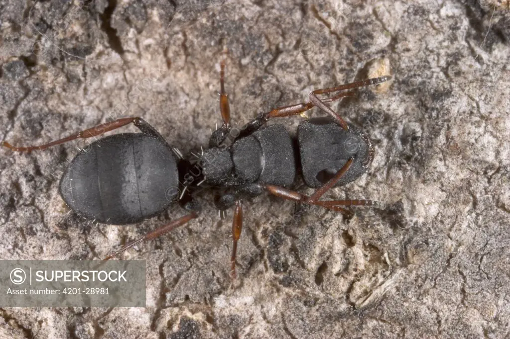 Carpenter Ant (Camponotus sp) living under loosened bark of elephant-damaged baobab, Botswana