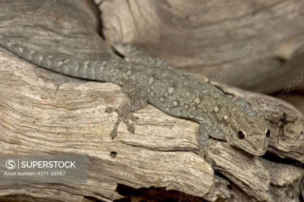 Moreau's Tropical House Gecko (Hemidactylus mabouia) found living under bark of Elephant damaged Baobab, Botswana
