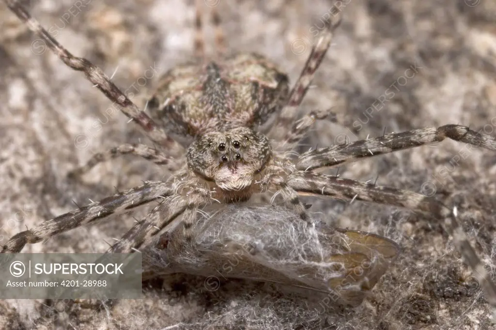 Common Two-tailed Spider (Hersilia sp) close-up of adult with prey found under bark of Elephant damaged Baobab, Botswana