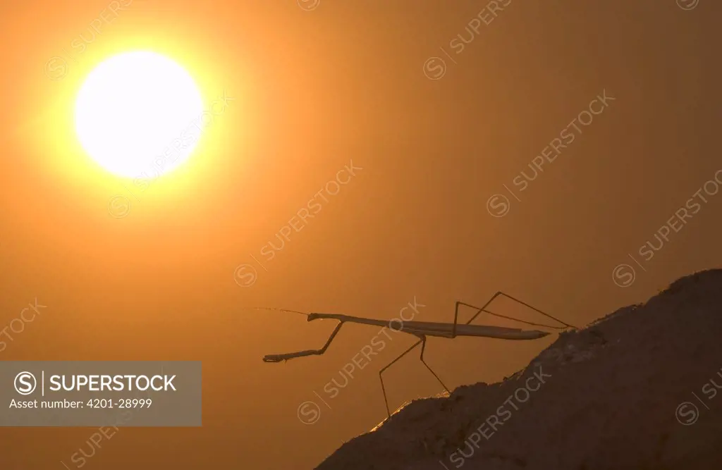 Grass Mantid (Hoplocorypha atra) silhouetted against setting sun, Botswana