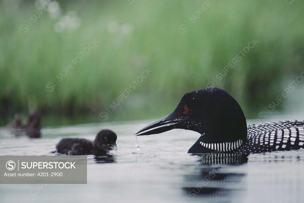 Common Loon (Gavia immer) chick is encouraged to swim by its parent, Wyoming