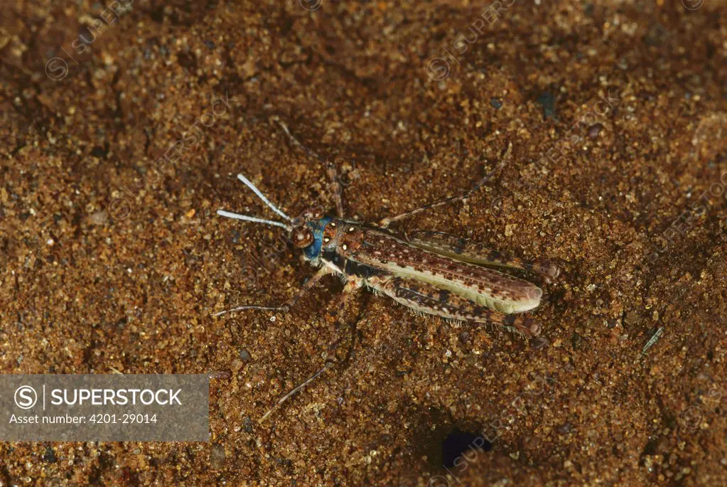 Grasshopper (Urnisiella) camouflaged against sand, Australia
