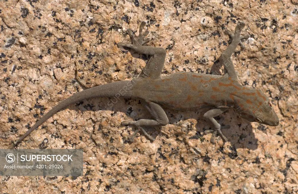 Boulton's Namib Day Gecko (Rhoptropus boultoni), Namibia