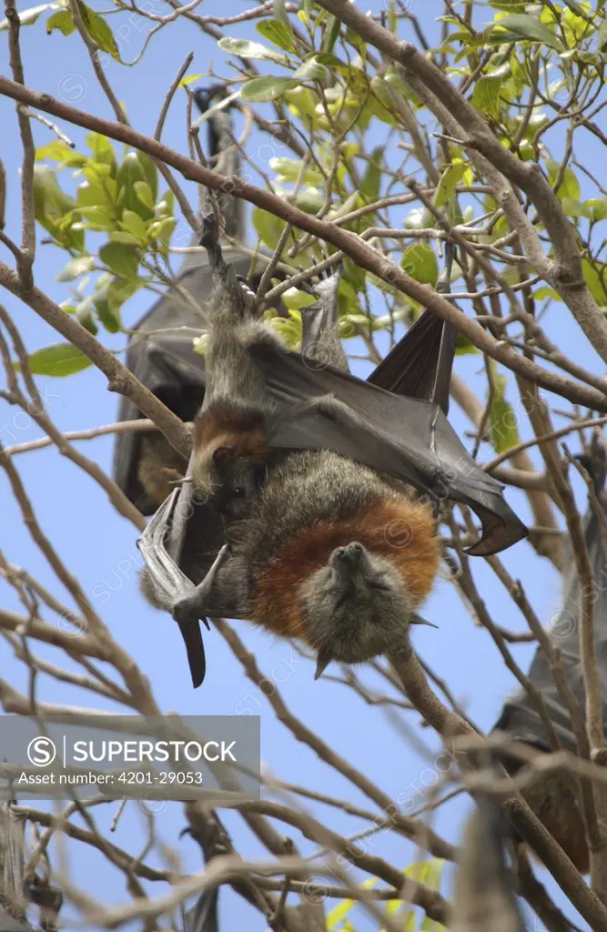 Gray-headed Flying Fox (Pteropus poliocephalus) mother with pup clinging to her, wild colony members, Royal Botanic Gardens, Sydney, Australia