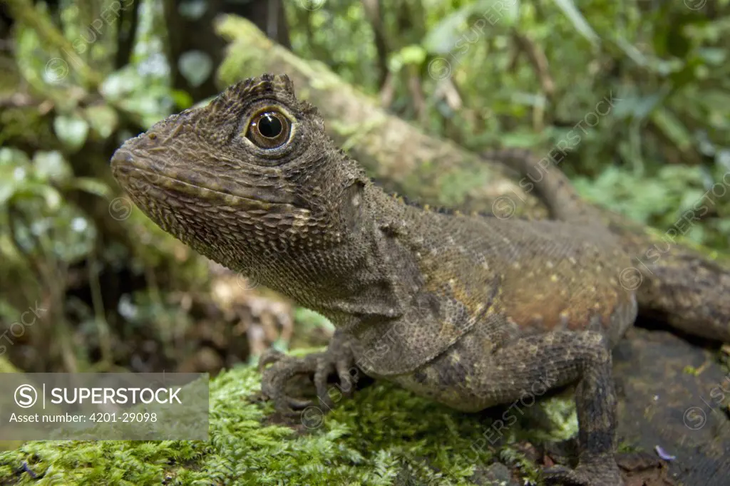 Diving Lizard (Uranoscodon superciliosus) portrait, Guyana