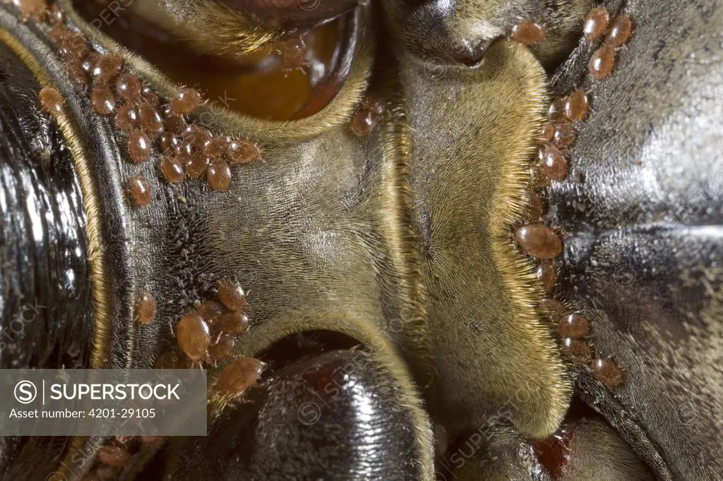 Harlequin Beetle (Acrocinus longimanus) infested with mites, Guyana