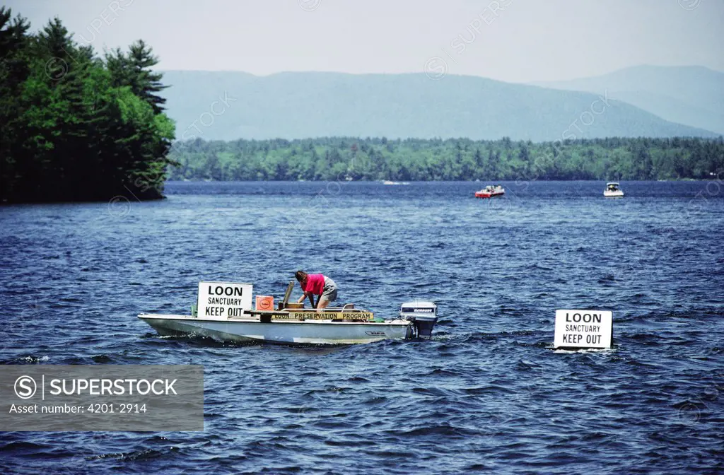 Floating signs set by the Loon Preservation Committee establish boundaries around nesting loons, New Hampshire