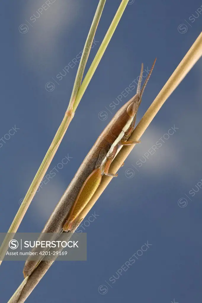 Grasshopper (Acrididae) camouflaged on grass, South Africa