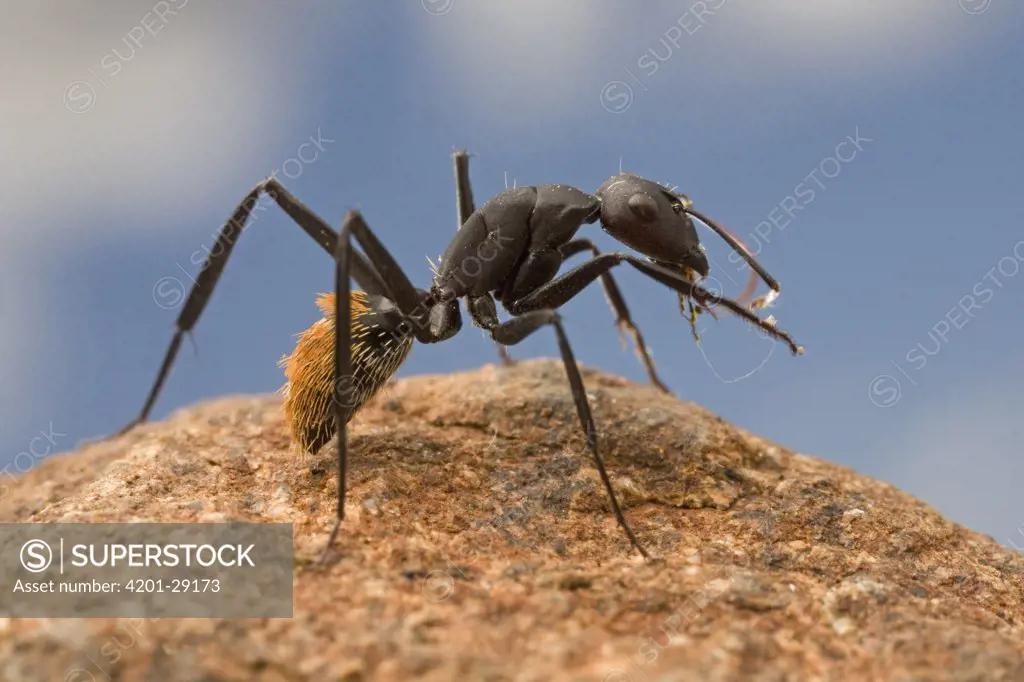 Bal-byter Ant (Camponotus fulvopilosus) cleaning its antennae, South Africa