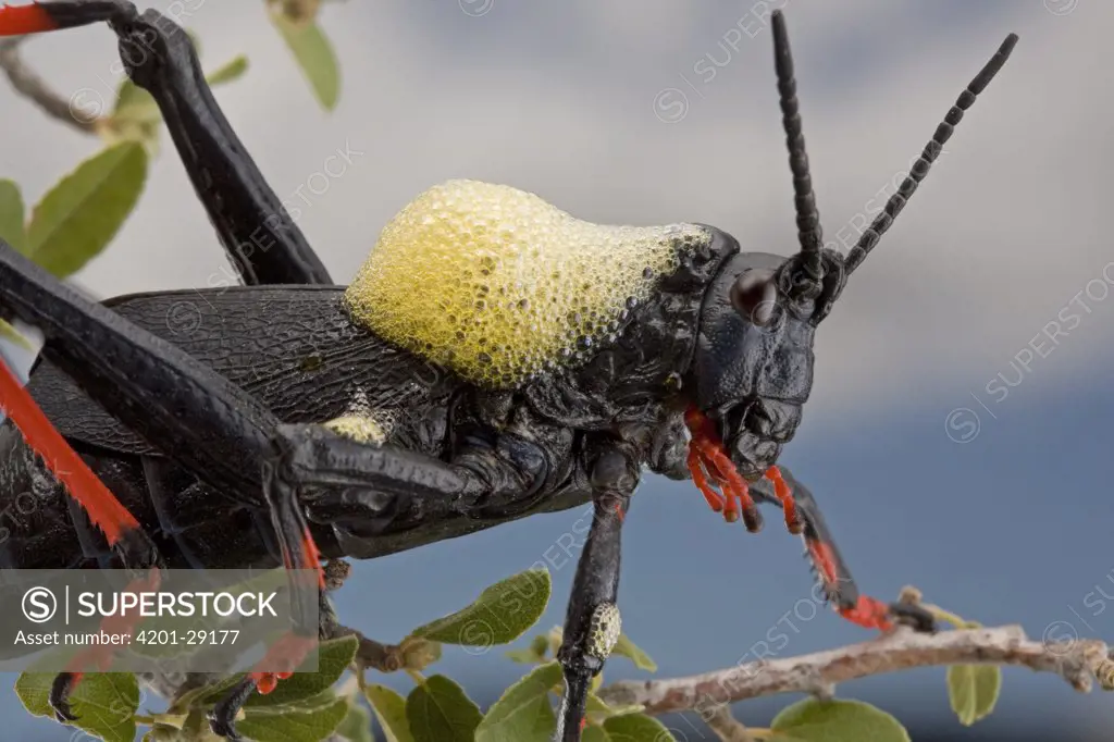 Koppie Foam Grasshopper (Dictyophorus spumans) aerates toxic blood as a defensive behavior, South Africa