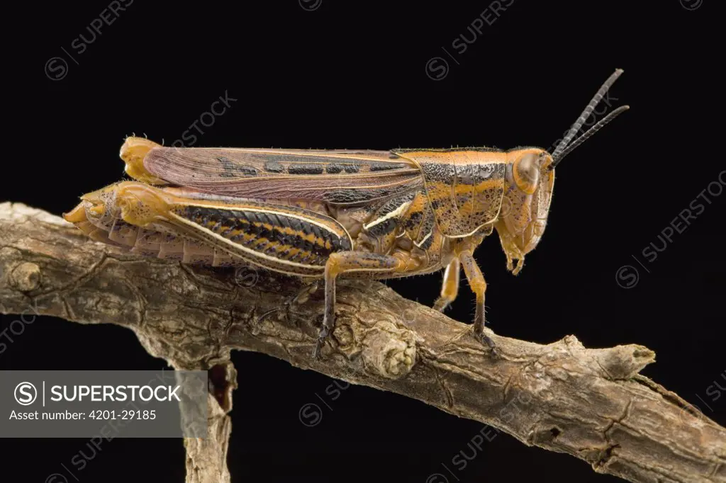 Spur-throated Grasshopper (Catantopidae) portrait, South Africa