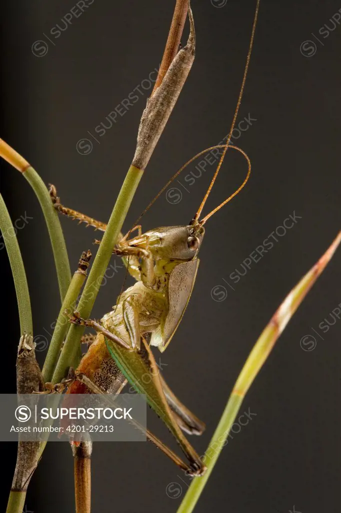 Katydid (Tettigoniidae) a new, yet undescribed species of Ceresia, which produces loud yet inaudible to humans calls in the range of 30-120 kHz, South Africa