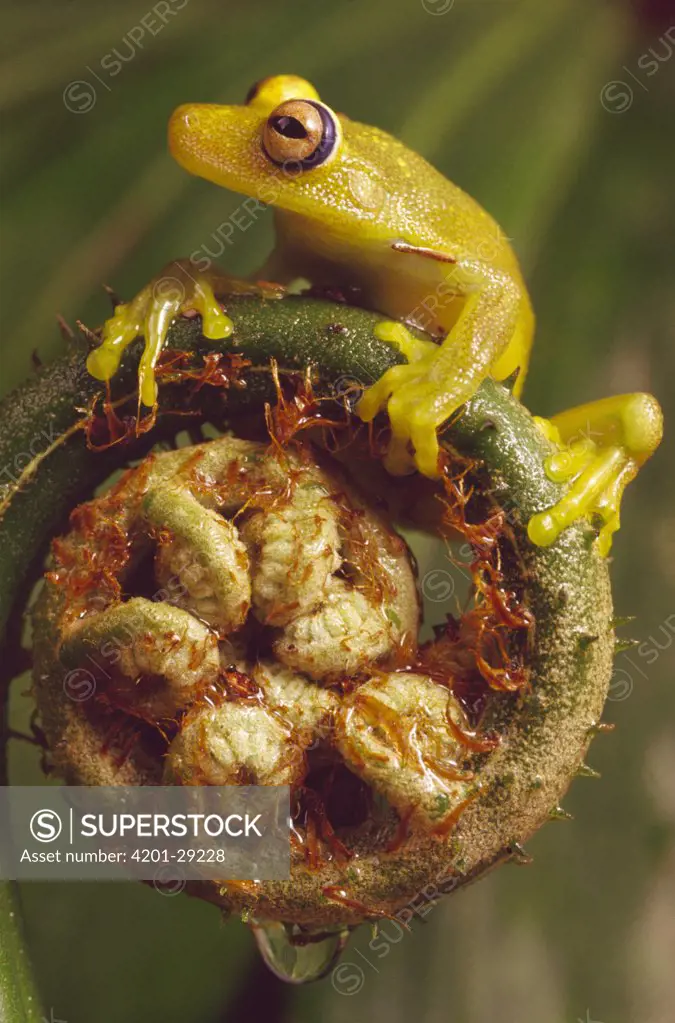Tree Frog (Hyla sp) balanced on Fern fiddlehead, Atlantic Forest ecosystem, Brazil