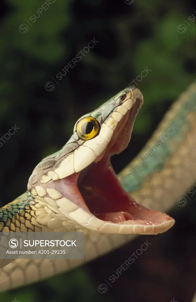 Parrot Snake (Leptophis ahaetulla) with mouth open in defense display, Caatinga ecosystem, Brazil