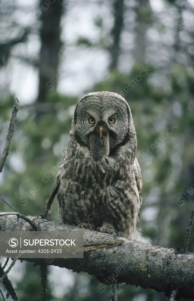 Great Gray Owl (Strix nebulosa) male perching in tree with captured Northern Pocket Gopher (Thomomys talpoides) male, Idaho