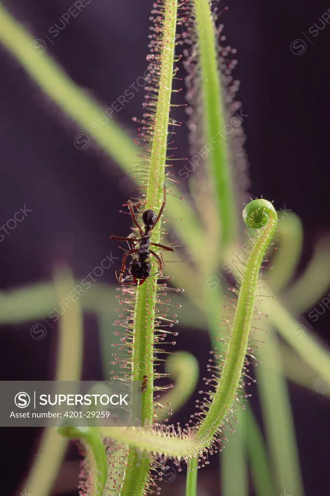 Sundew (Drosera binata) a carnivorous plant with captured ant, Atlantic Forest ecosystem, Brazil