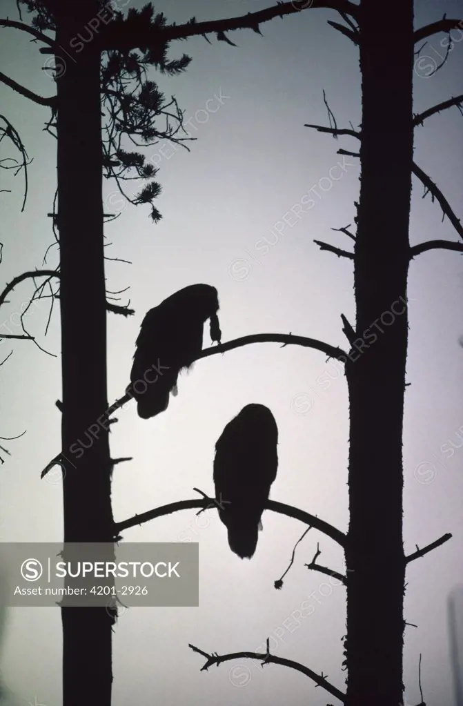 Great Gray Owl (Strix nebulosa) pair silhouetted in tree with captured Northern Pocket Gopher (Thomomys talpoides), Idaho