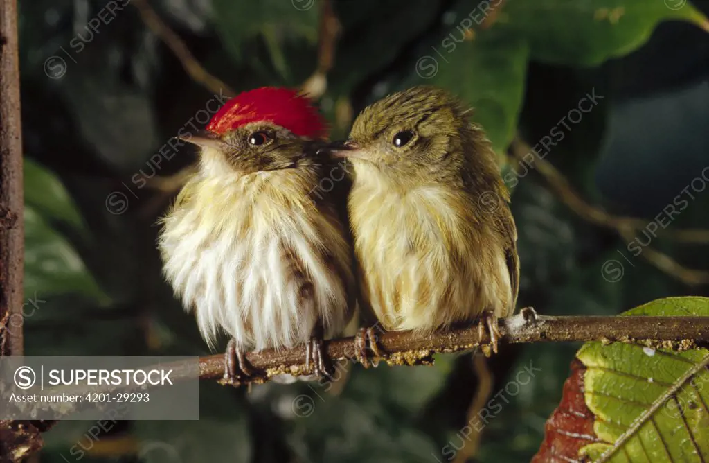 Striped Manakin (Machaeropterus regulus) couple perching on branch, Atlantic Forest ecosystem, Brazil
