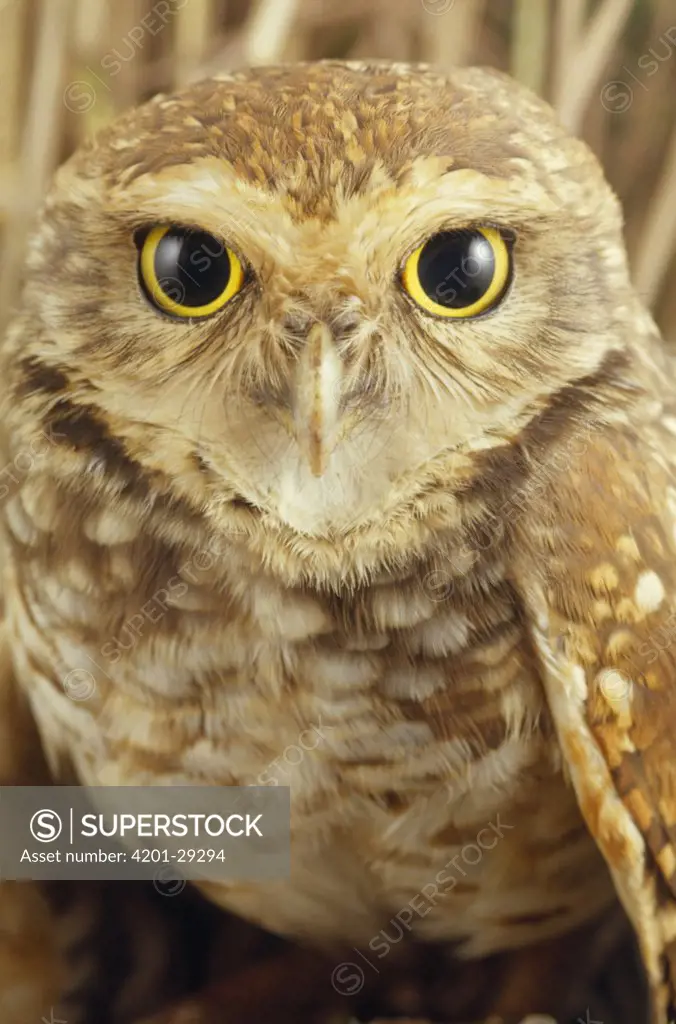 Burrowing Owl (Athene cunicularia) portrait, Atlantic Forest ecosystem, Brazil