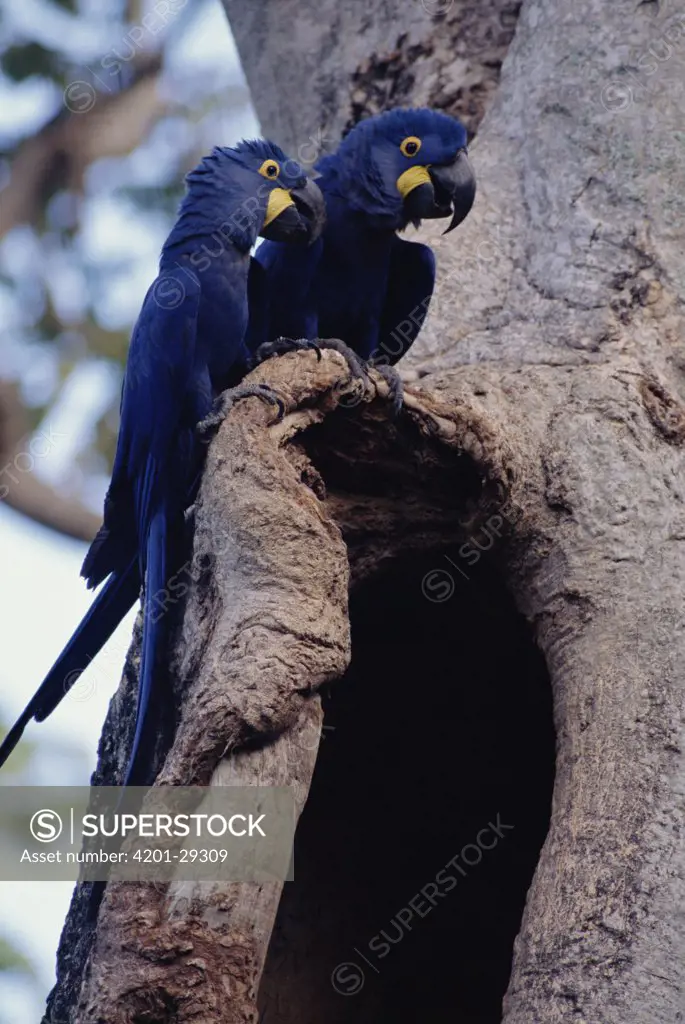 Hyacinth Macaw (Anodorhynchus hyacinthinus) pair perching on nest cavity in tree, Pantanal, Brazil