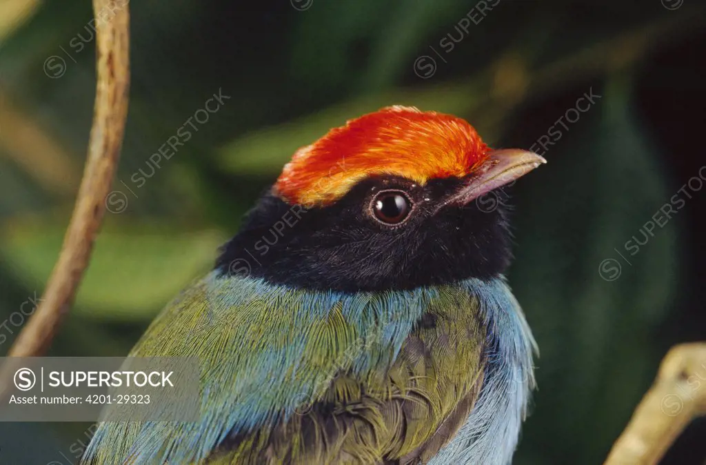 Swallow-tailed Manakin (Chiroxiphia caudata) male portrait, Atlantic Forest ecosystem, Brazil