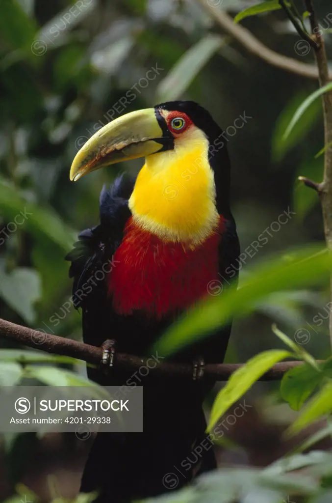Red-breasted Toucan (Ramphastos dicolorus) portrait, Atlantic Forest ecosystem, Brazil