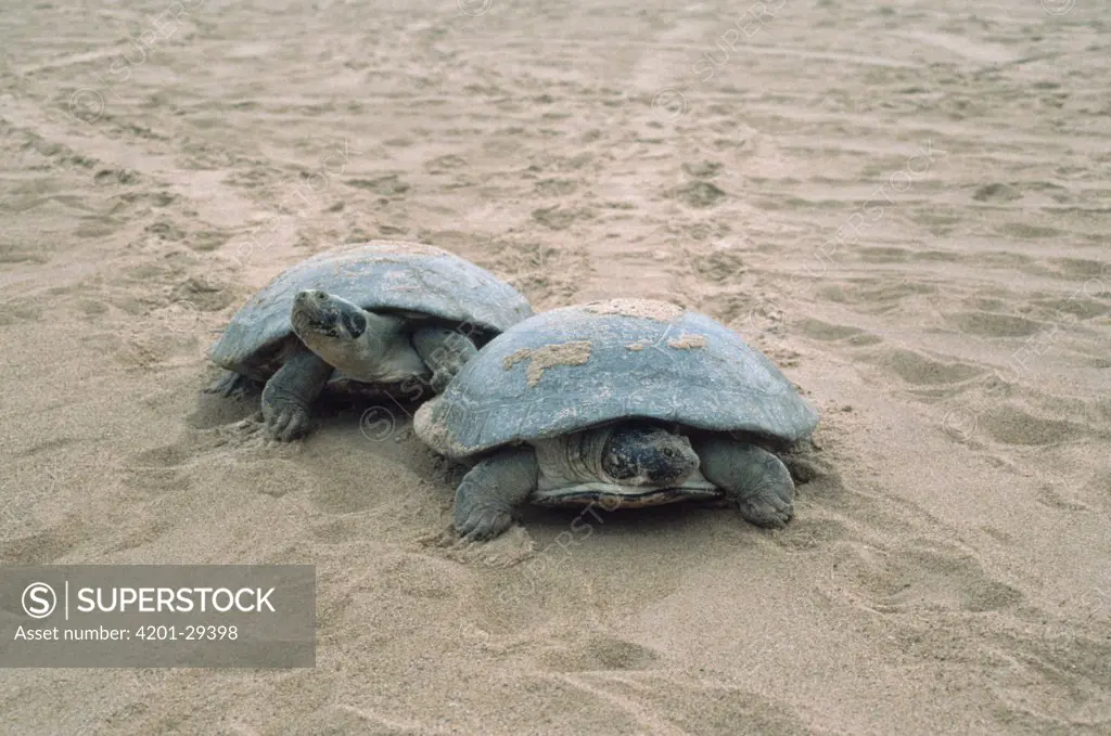 South American River Turtle (Podocnemis expansa) pair on a high beach of Trombetas River where it lays its eggs, Amazon ecosystem, Brazil
