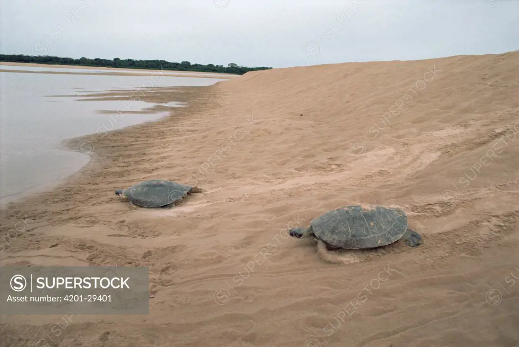 South American River Turtle (Podocnemis expansa) pair on a high beach of Trombetas River where it lays its eggs, Amazon ecosystem, Brazil