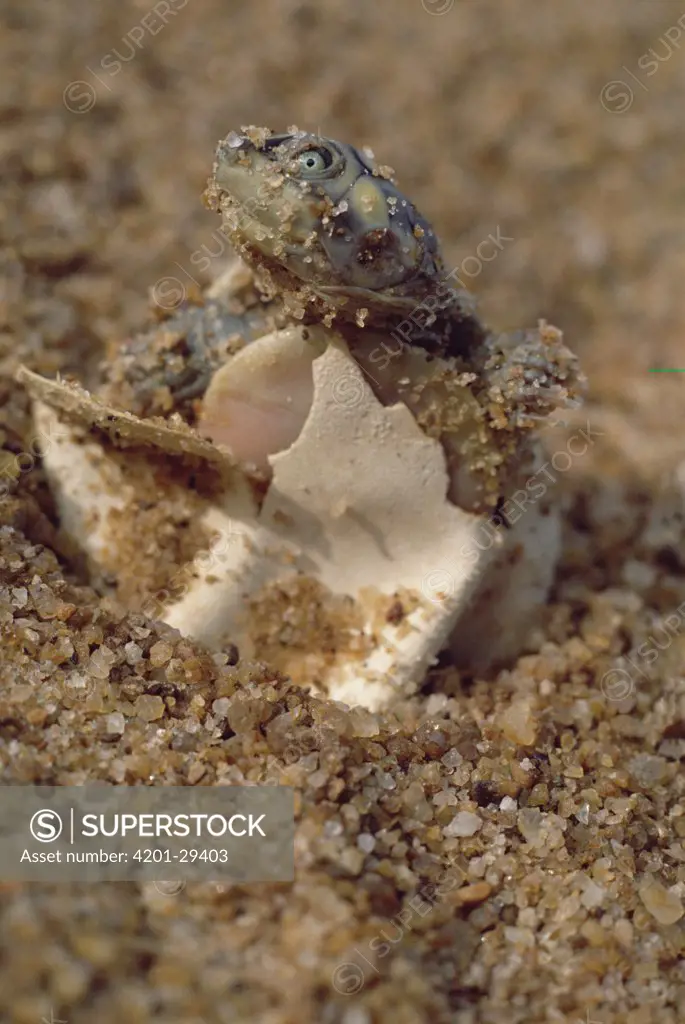 South American River Turtle (Podocnemis expansa) hatchling emerging from egg buried in sand nest, Amazon ecosystem, Brazil