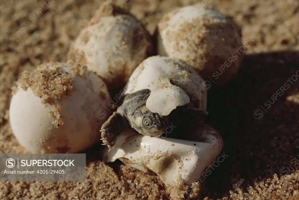 South American River Turtle (Podocnemis expansa) hatchling emerging from egg buried in sand nest surrounded by eggs, Amazon ecosystem, Brazil